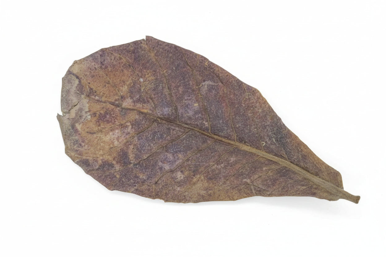 Seemandelbaumblätter (Groß )