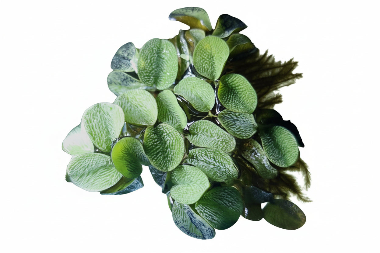 Kleiner Büschelfarn (Salvinia minima)