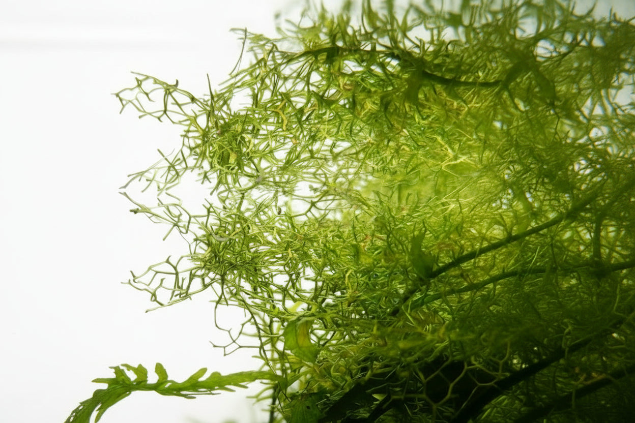 Teichlebermoos Riccia fluitans Portion ca.6,5 cm Ø