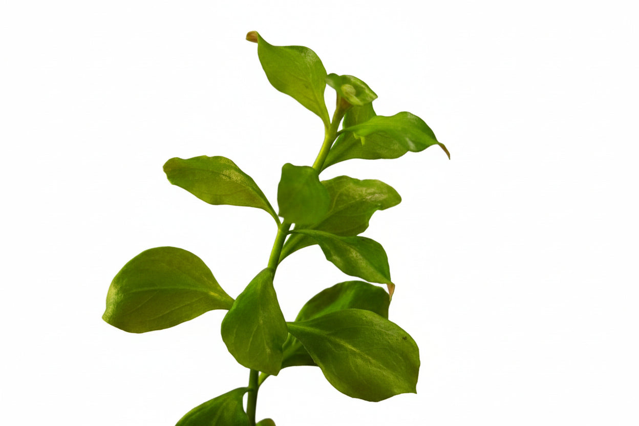 Alternanthera sp. (Kleiner Bund 5 Stängel) ca 10-15 cm