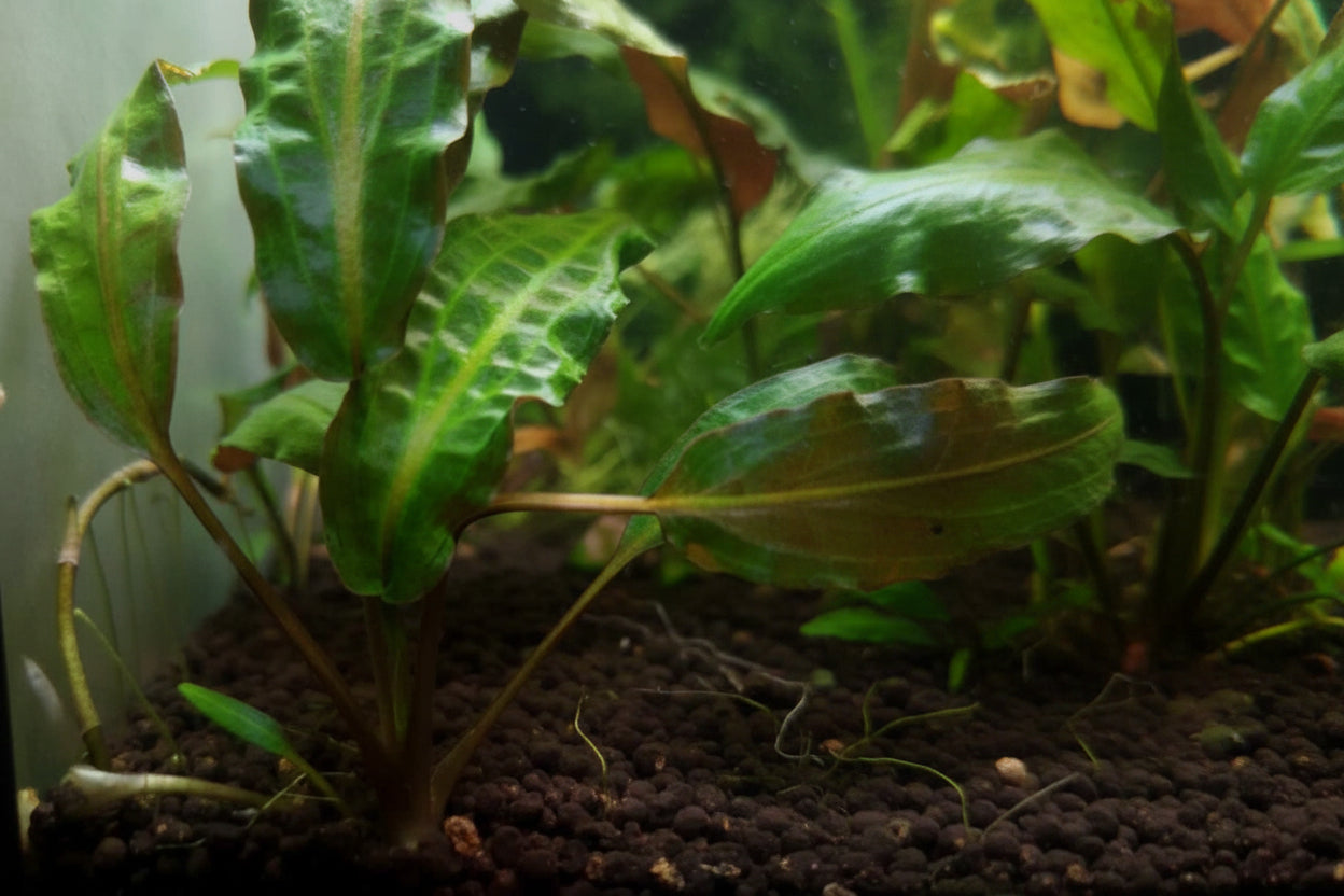 Cryptocoryne wendtii ,,green''