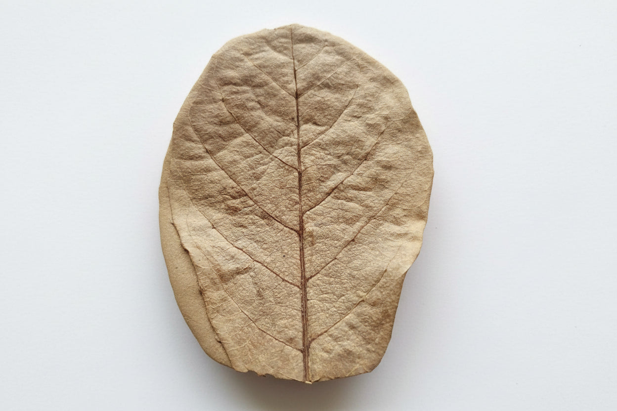 Seemandelbaumblätter (klein) 25g / 14-16 Stück