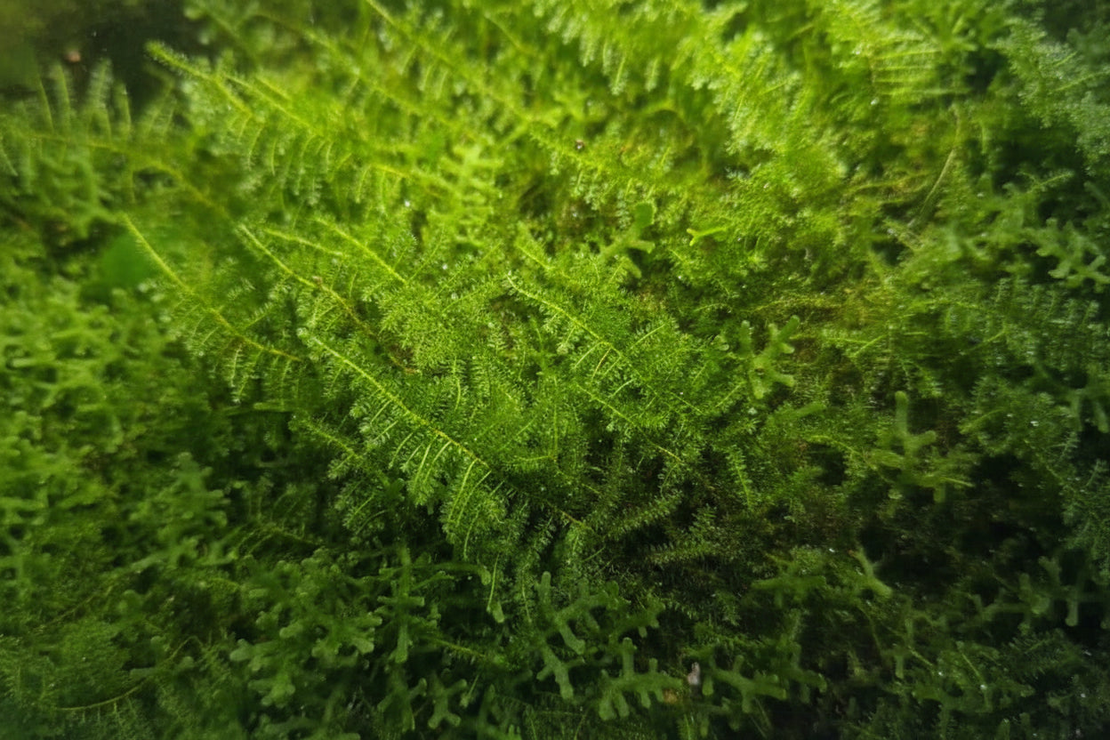 Christmasmoos (Vesicularia montagnei)