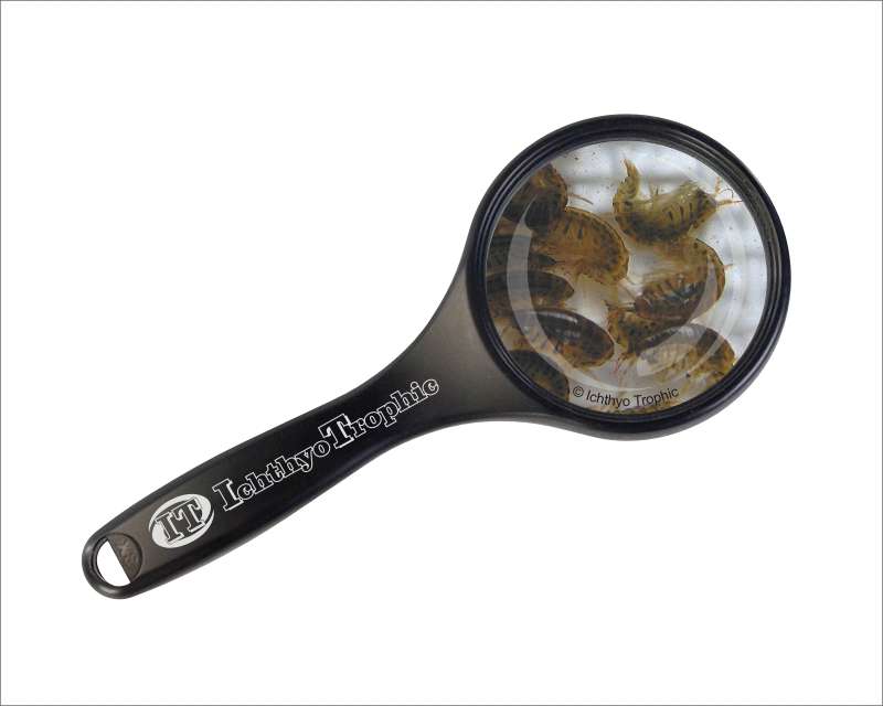 Marine Flohkrebse - Gammarus oceanicus 90ml Lebendfutter