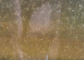 Vinegar eel breeding starter 30ml 1L/86.67€