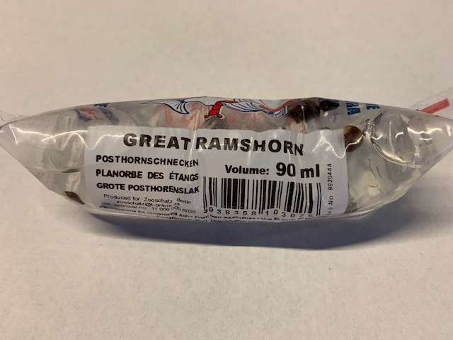 Posthornschnecken 90ml