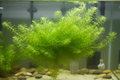Hornkraut ( Ceratophyllum demersum) 5 Stängel