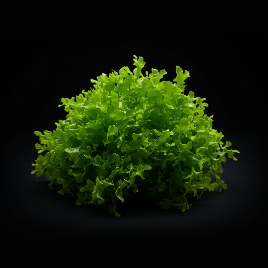 Es ist ein Süßwassertangpflanze abgebildet 
