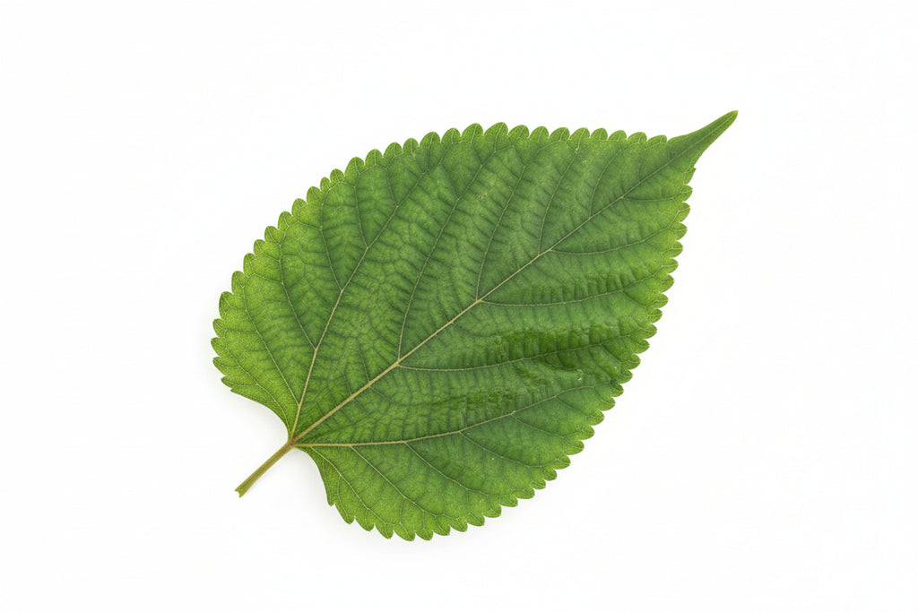Mulberry leaves, 12 pieces