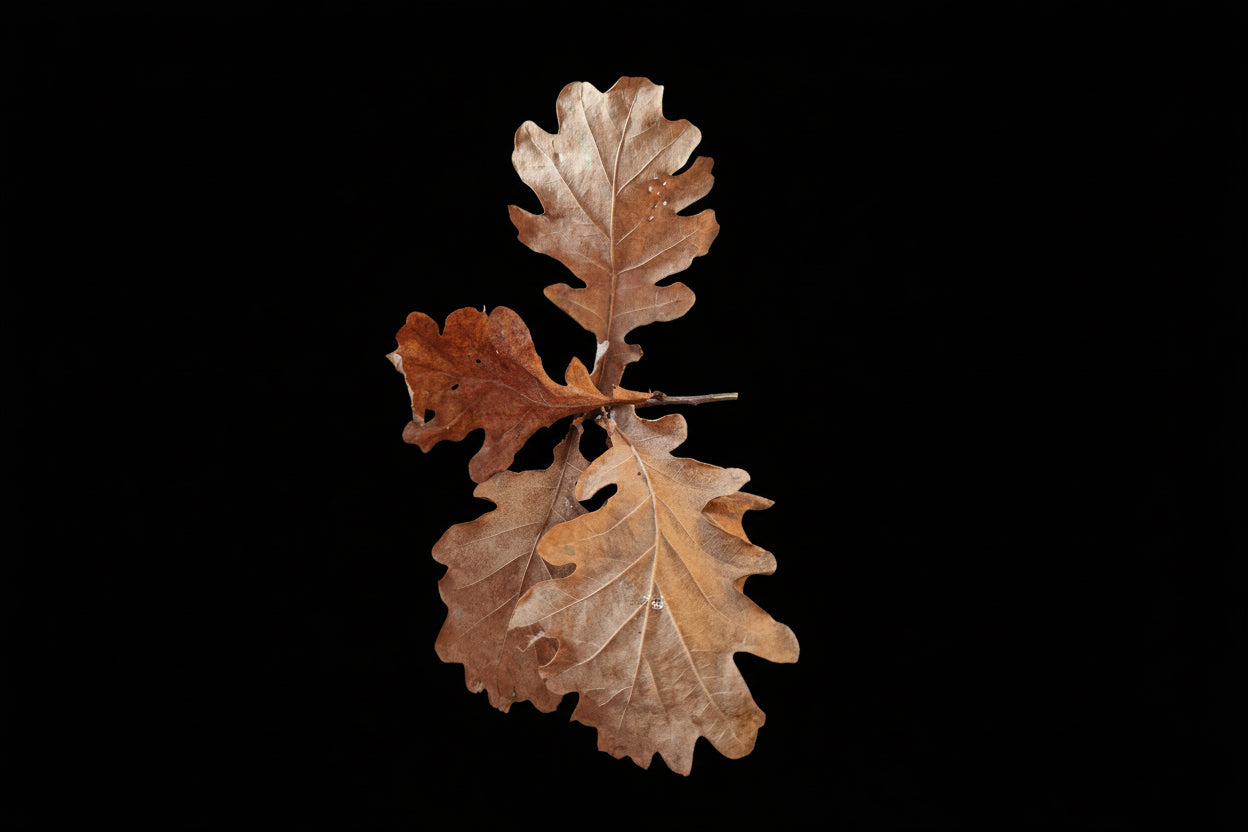 Eichenlaub ca. 1 Liter