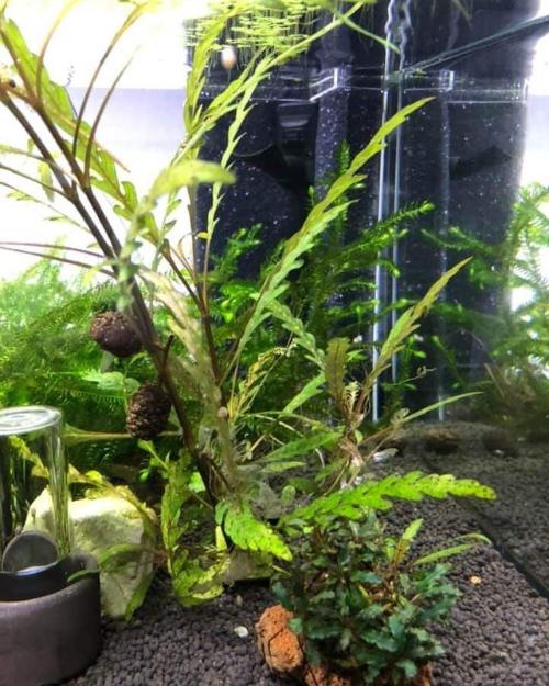 Konkav HMF mit Aquael Pat-Mini