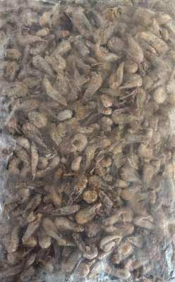 Sandgarnelenfleisch Frostfutter 100 g & 1 kg – für Zierfische