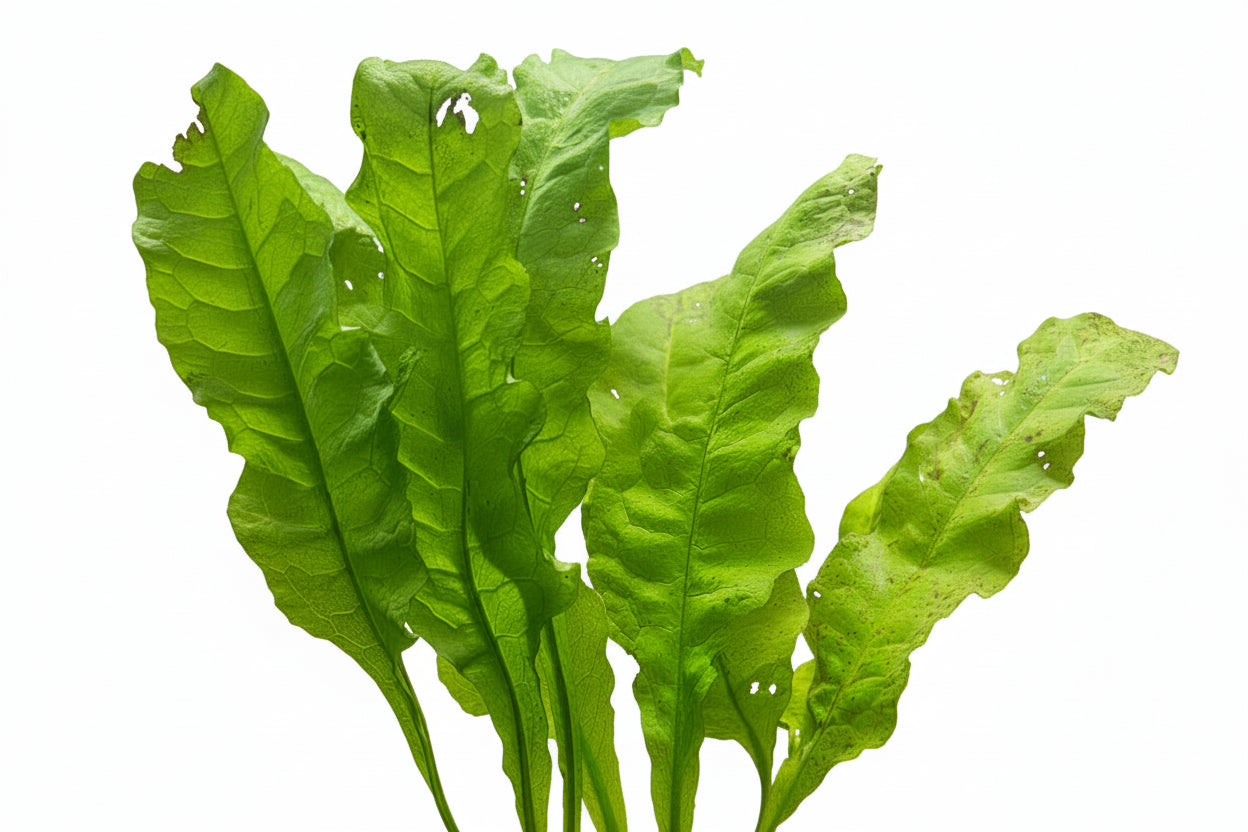 Javafarn ,,Latifolia'' Microsorum pteropus (Standard)