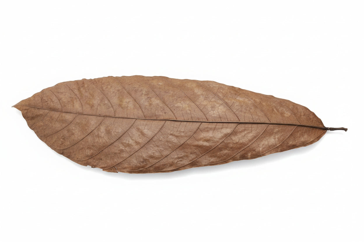 Cocoa Blätter 12 Stück