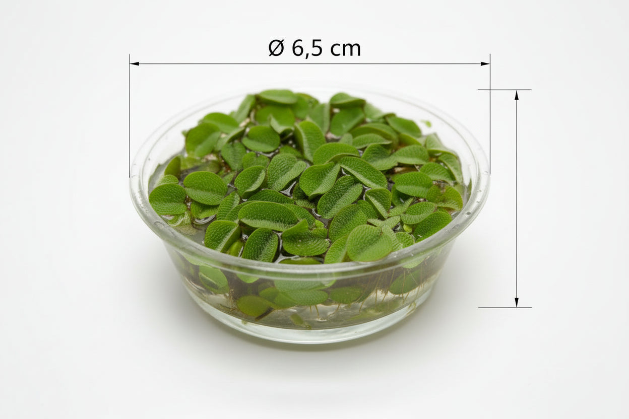 Kleiner Büschelfarn (Salvinia minima)