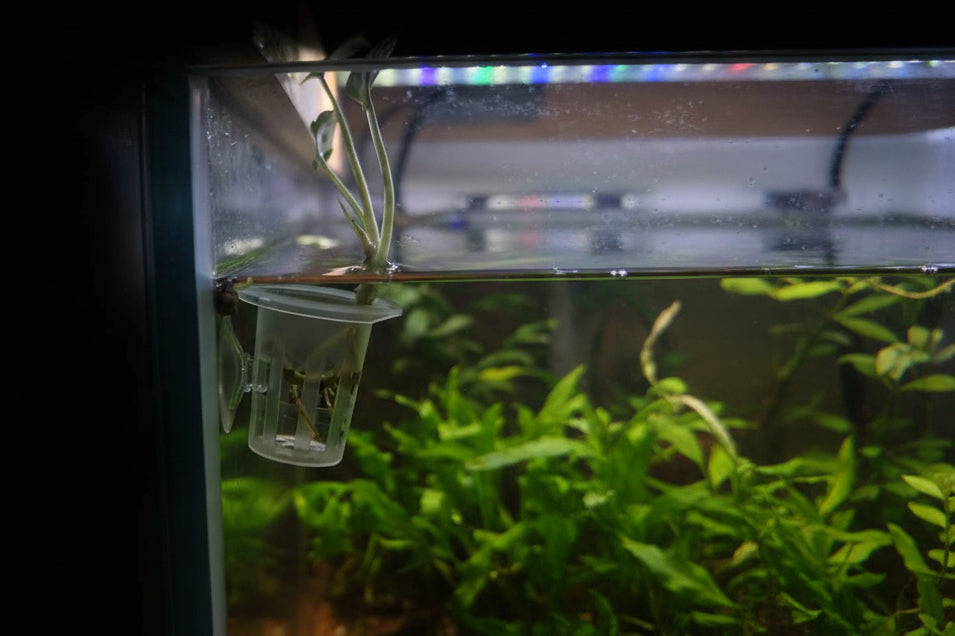 Aquariumpflanzen Aufzuchtbecher mit Saugnapf