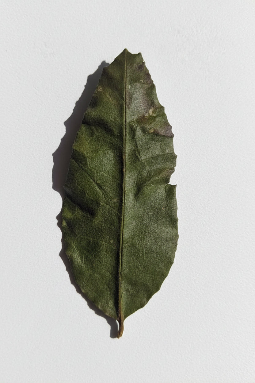 Soursop leaves, 12 pieces