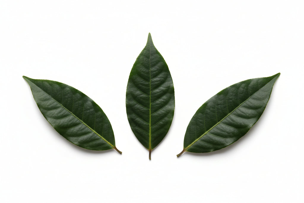 Soursop leaves, 12 pieces