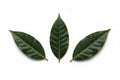 Soursop leaves, 12 pieces